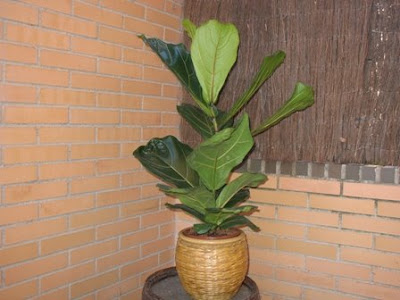 How do you take care of potted fig trees?